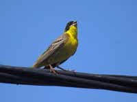 Bruant mélanocéphale Emberiza melanocephala