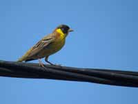 Bruant mélanocéphale Emberiza melanocephala