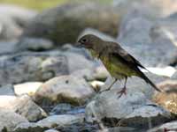 Bruant mélanocéphale Emberiza melanocephala