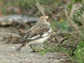 Bruant des neiges PlectrophenaBruant des neiges Plectrophenax nivalis nivalis