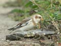 Bruant des neiges PlectrophenaBruant des neiges Plectrophenax nivalis nivalis