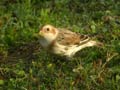 Bruant des neiges PlectrophenaBruant des neiges Plectrophenax nivalis nivalis