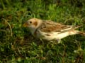 Bruant des neiges PlectrophenaBruant des neiges Plectrophenax nivalis nivalis