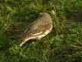 Bruant des neiges PlectrophenaBruant des neiges Plectrophenax nivalis nivalis