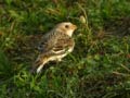 Bruant des neiges PlectrophenaBruant des neiges Plectrophenax nivalis nivalis