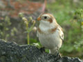 Bruant des neiges PlectrophenaBruant des neiges Plectrophenax nivalis nivalis