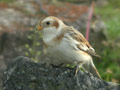 Bruant des neiges PlectrophenaBruant des neiges Plectrophenax nivalis nivalis