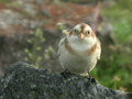 Bruant des neiges PlectrophenaBruant des neiges Plectrophenax nivalis nivalis