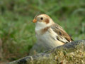 Bruant des neiges PlectrophenaBruant des neiges Plectrophenax nivalis nivalis