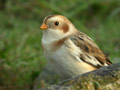 Bruant des neiges PlectrophenaBruant des neiges Plectrophenax nivalis nivalis