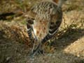 Bruant des neiges PlectrophenaBruant des neiges Plectrophenax nivalis nivalis