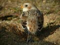 Bruant des neiges PlectrophenaBruant des neiges Plectrophenax nivalis nivalis