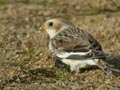 Bruant des neiges PlectrophenaBruant des neiges Plectrophenax nivalis nivalis