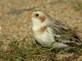 Bruant des neiges PlectrophenaBruant des neiges Plectrophenax nivalis nivalis