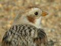 Bruant des neiges PlectrophenaBruant des neiges Plectrophenax nivalis nivalis