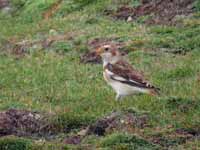 Bruant des neiges Plectrophenax nivalis insulae