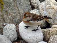 Bruant des neiges Plectrophenax nivalis insulae