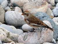 Bruant des neiges Plectrophenax nivalis insulae