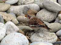 Bruant des neiges Plectrophenax nivalis insulae