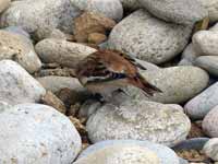 Bruant des neiges Plectrophenax nivalis insulae