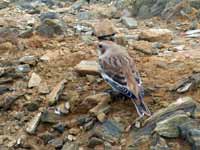 Bruant des neiges Plectrophenax nivalis insulae