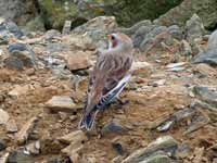 Bruant des neiges Plectrophenax nivalis insulae