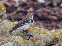 Bruant des neiges Plectrophenax nivalis insulae