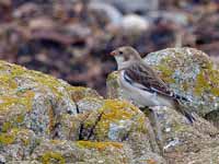 Bruant des neiges Plectrophenax nivalis insulae