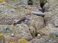 Bruant des neiges Plectrophenax nivalis insulae