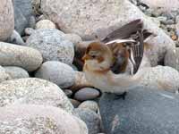 Bruant des neiges Plectrophenax nivalis insulae