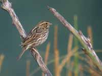 Bruant des prés Passerculus sandwichensis