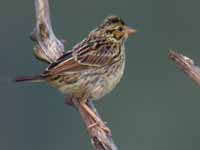 Bruant des prés Passerculus sandwichensis