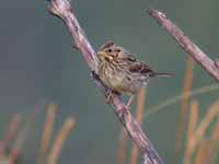 Bruant des prés Passerculus sandwichensis