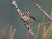 Bruant des prés Passerculus sandwichensis