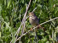 Bruant proyer Emberiza calandra