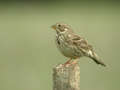 Bruant proyer Emberiza calandra