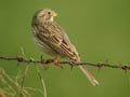 Bruant proyer Emberiza calandra