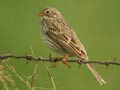 Bruant proyer Emberiza calandra