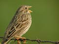 Bruant proyer Emberiza calandra