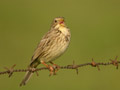 Bruant proyer Emberiza calandra