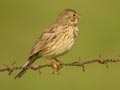 Bruant proyer Emberiza calandra