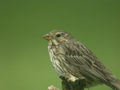 Bruant proyer Emberiza calandra