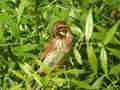 Bruant des roseaux Emberiza schoeniclus