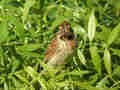 Bruant des roseaux Emberiza schoeniclus