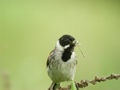 Bruant des roseaux Emberiza schoeniclus