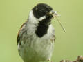 Bruant des roseaux Emberiza schoeniclus