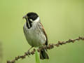 Bruant des roseaux Emberiza schoeniclus