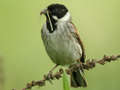 Bruant des roseaux Emberiza schoeniclus