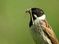 Bruant des roseaux Emberiza schoeniclus