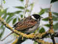 Bruant des roseaux Emberiza schoeniclus